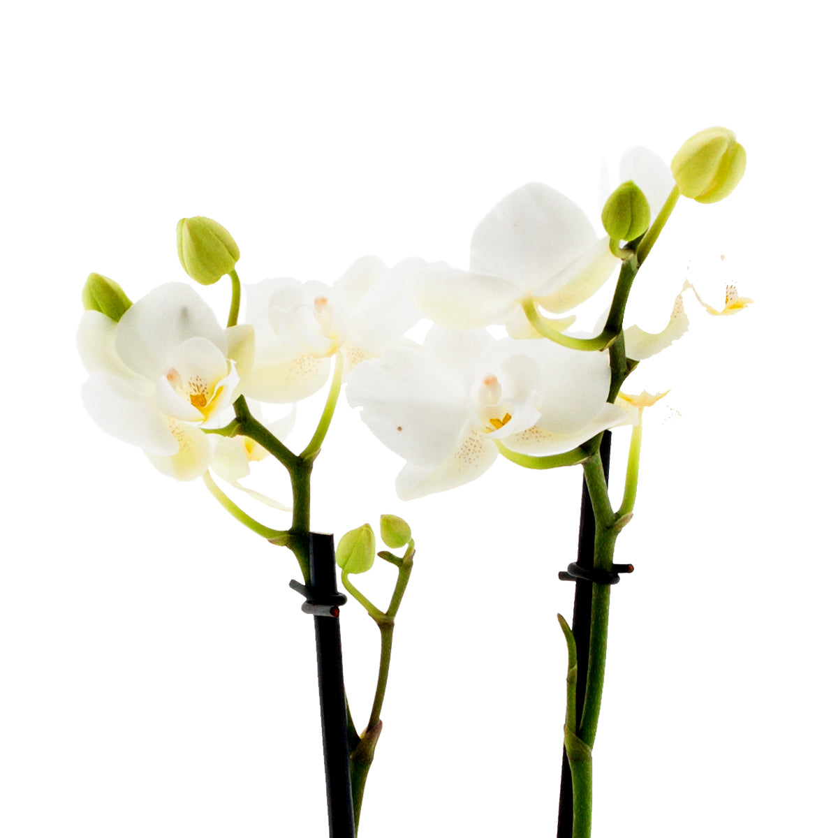 Phalaenopsis Clarissa Ø9
