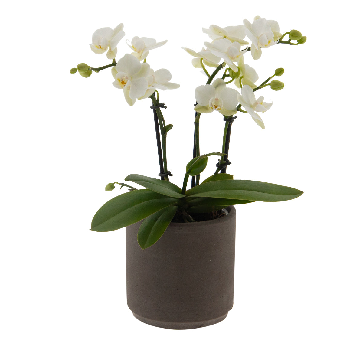 Phalaenopsis Clarissa Ø9