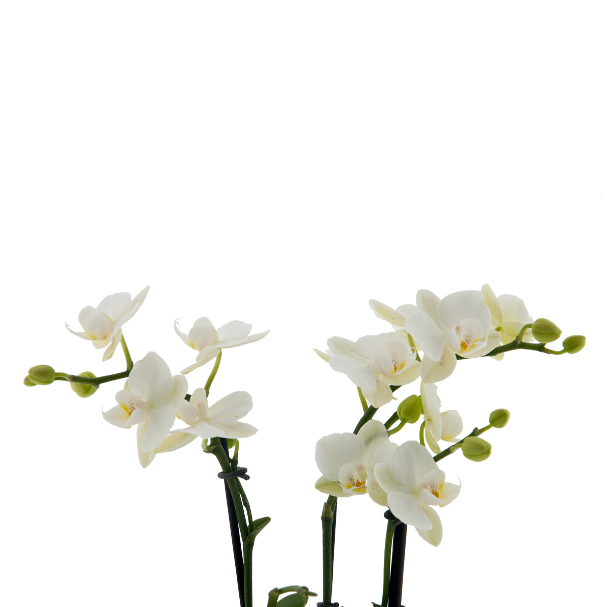 Phalaenopsis Clarissa Ø9