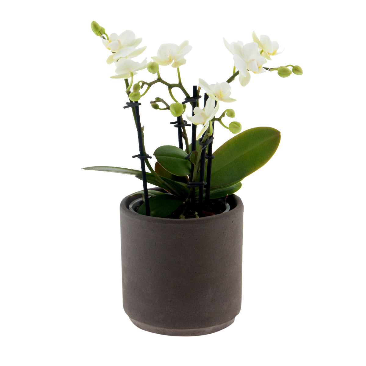 Phalaenopsis Clarissa Ø9