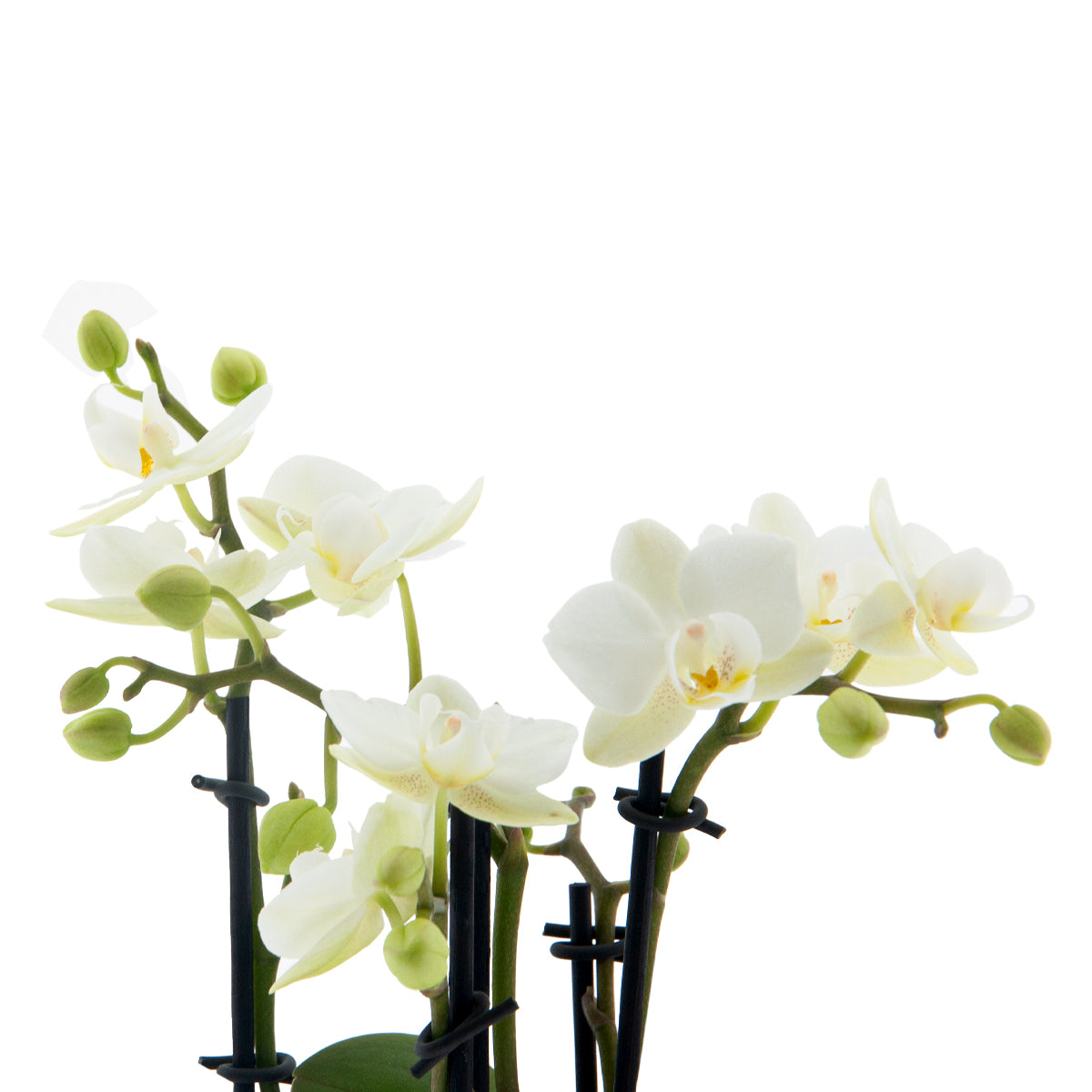 Phalaenopsis Clarissa Ø9