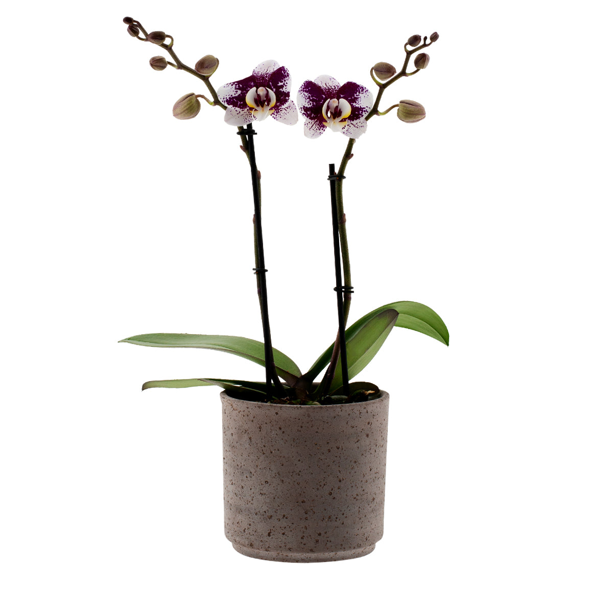 Phalaenopsis Samanta Ø12