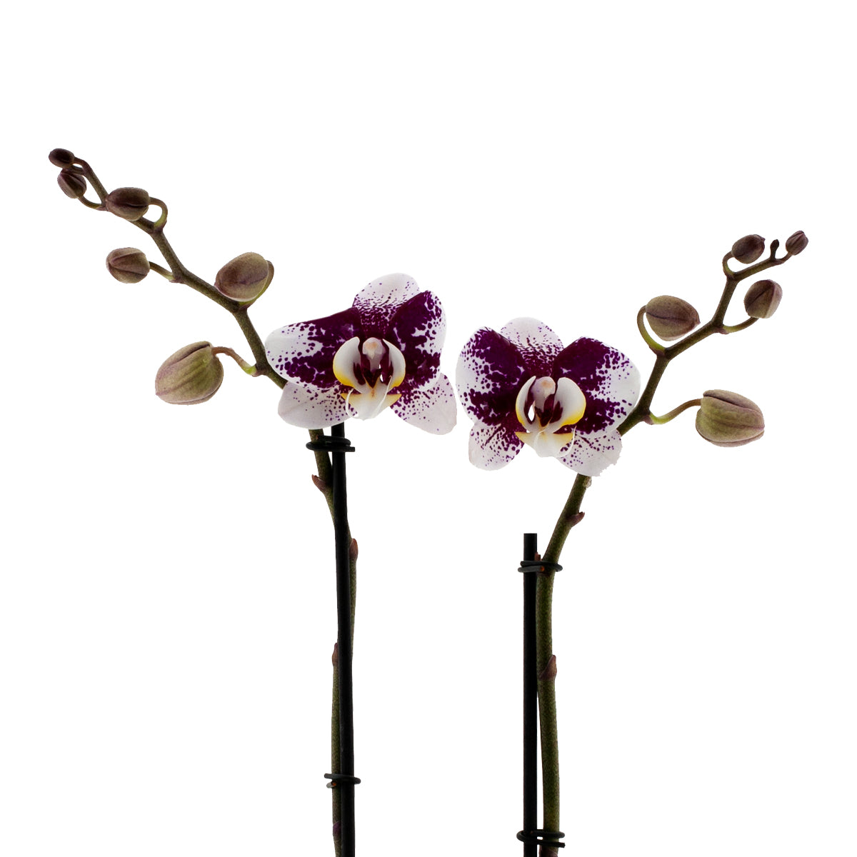 Phalaenopsis Samanta Ø12