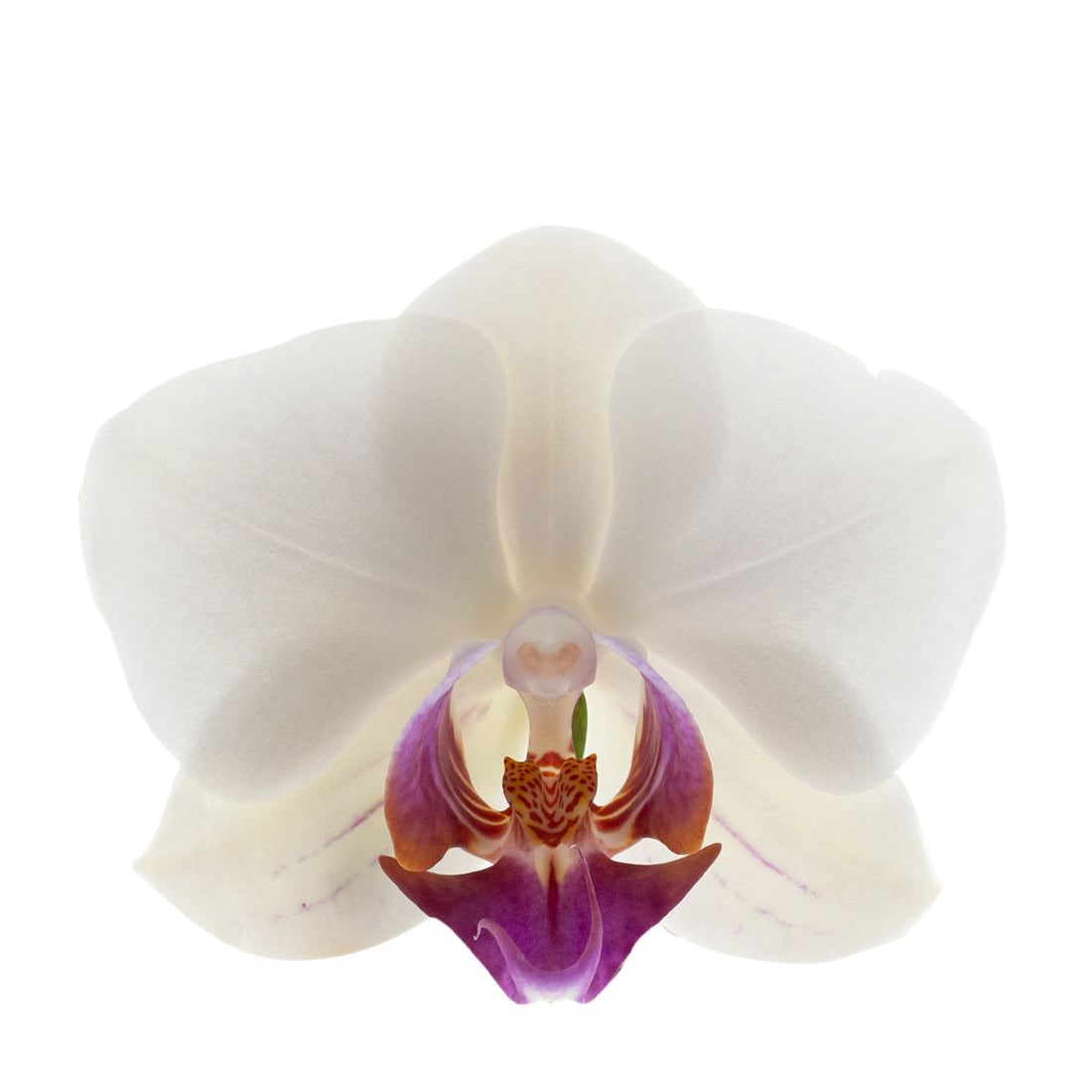 Phalaenopsis Carlotta Ø12
