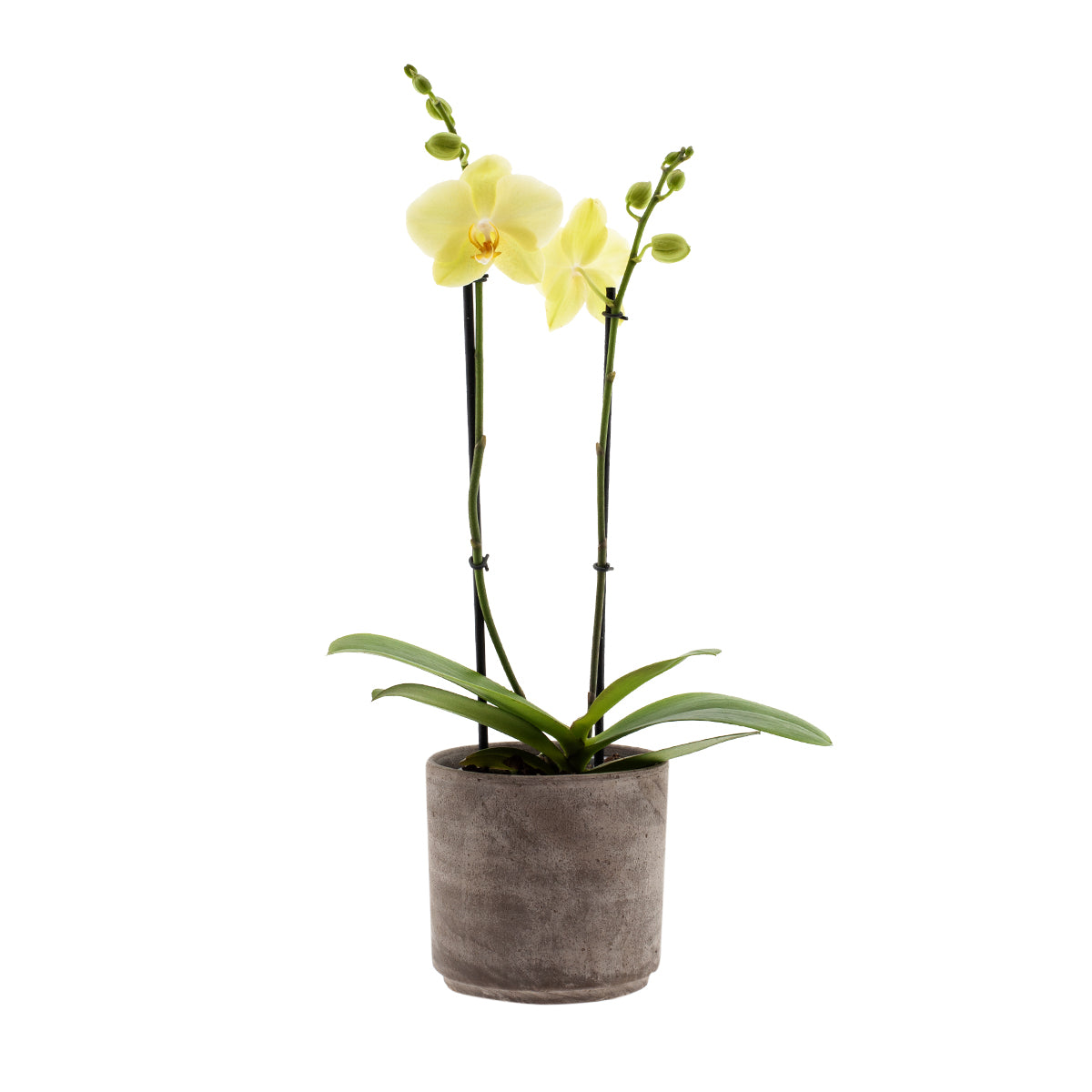 Phalaenopsis Gianna Ø12