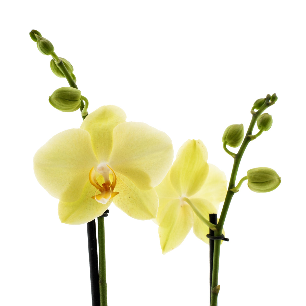 Phalaenopsis Gianna Ø12