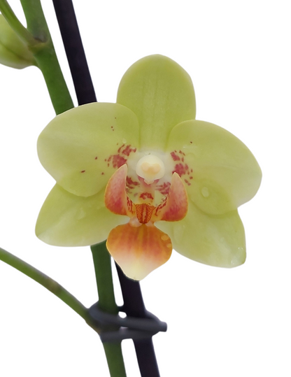Phalaenopsis Gilda Ø9