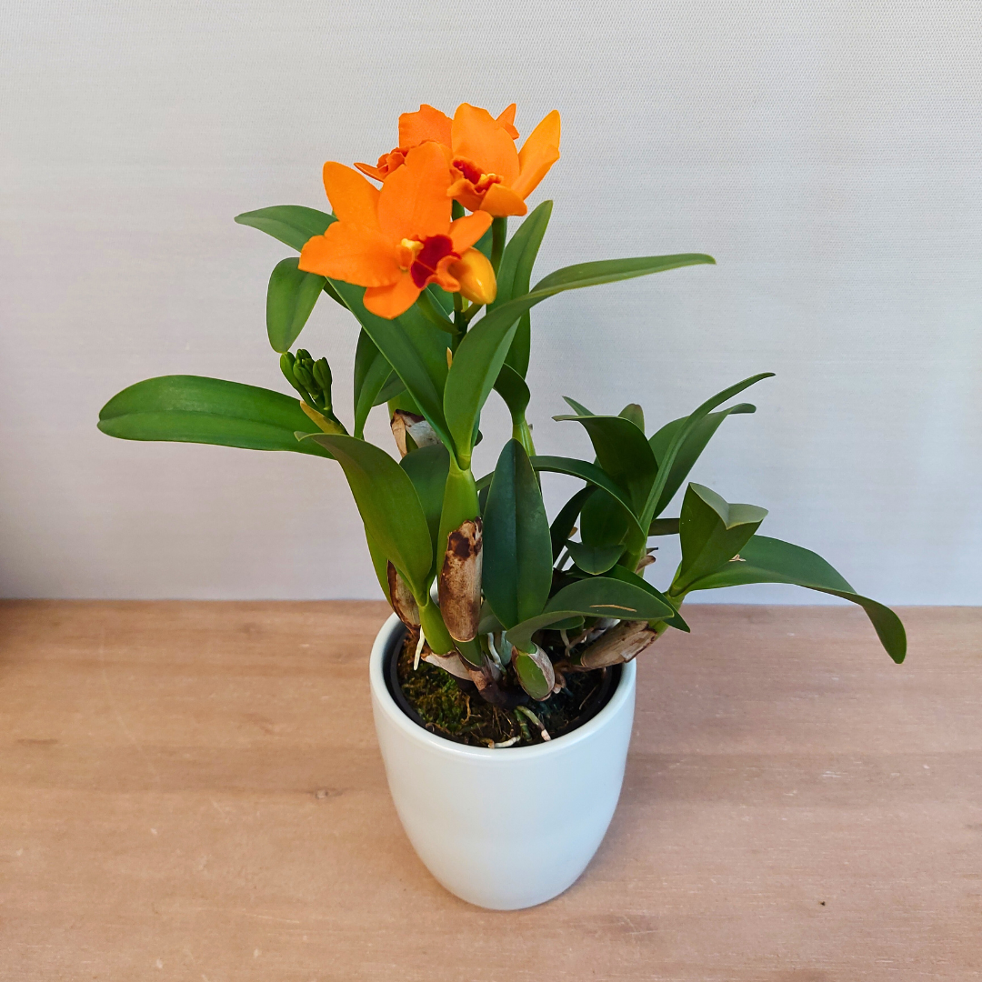 Cattleya Young Min gold