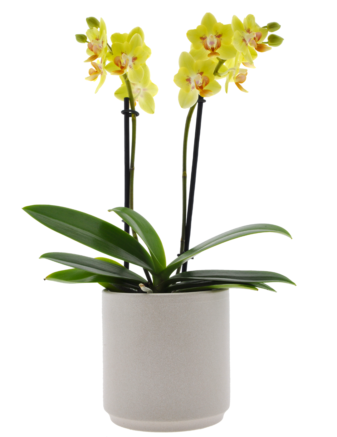 Phalaenopsis Gilda Ø9