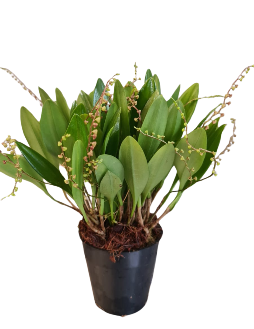 Stelis Argentata