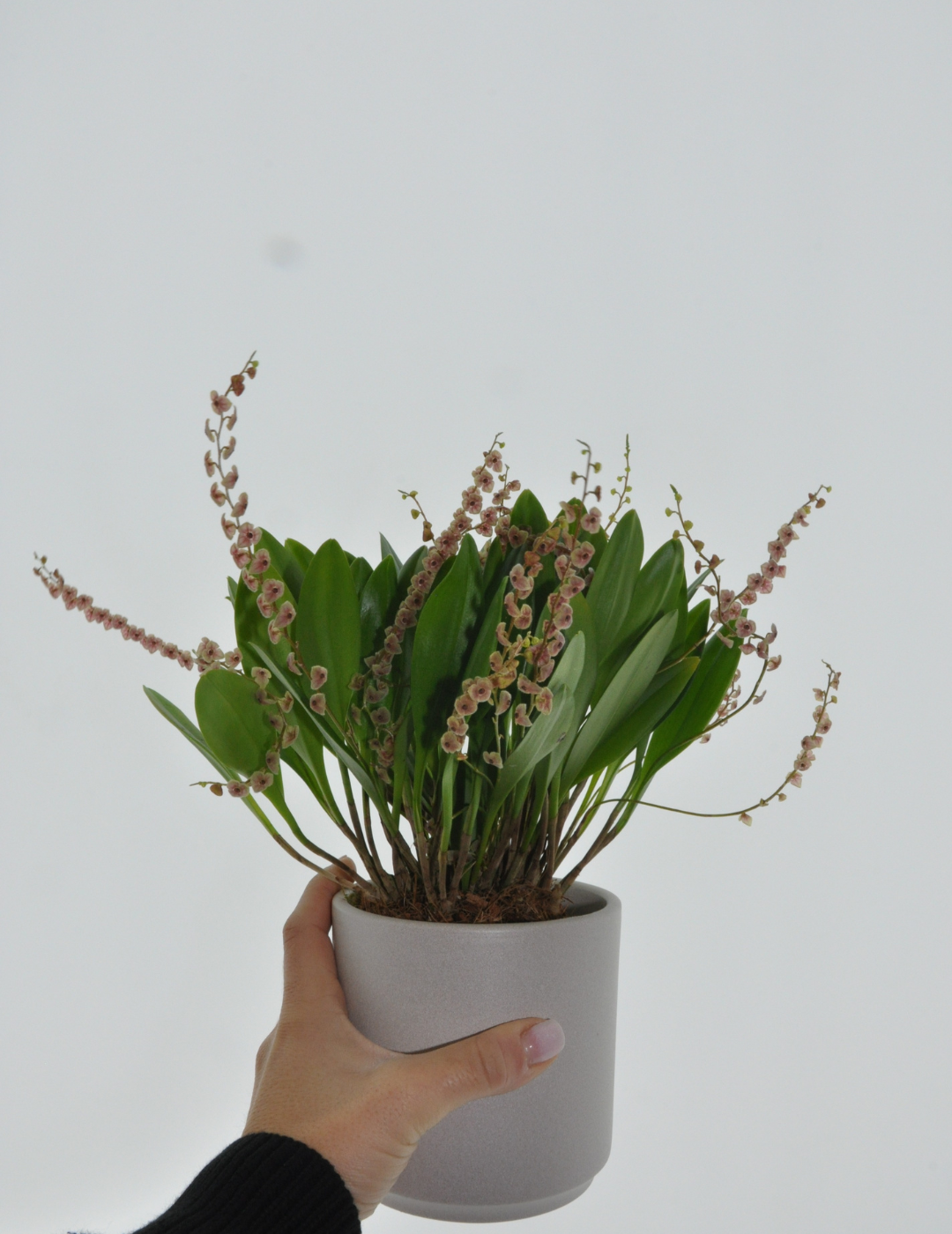 Stelis Argentata