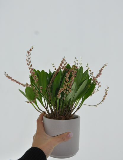 Stelis Argentata