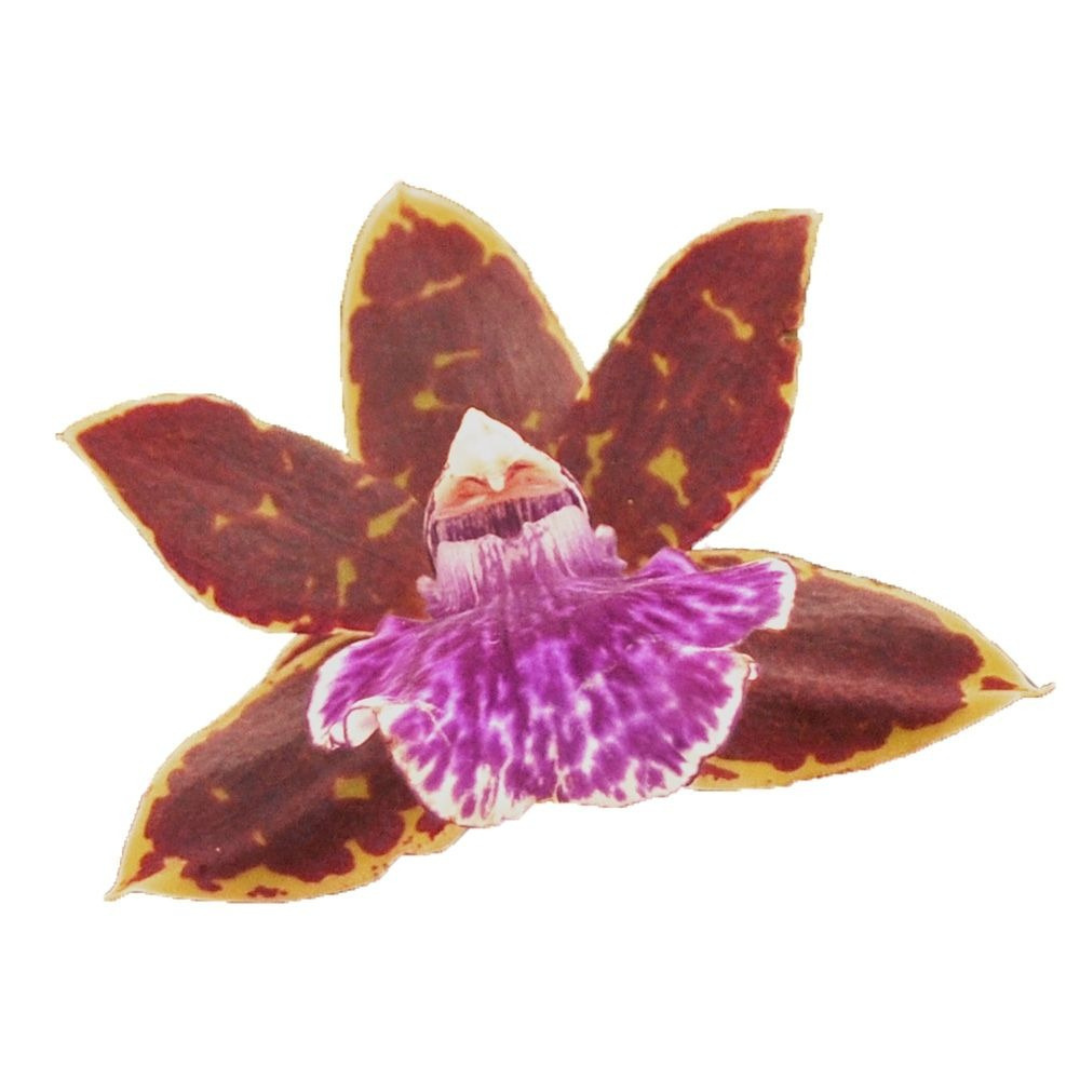 Zygopetalum Chief
