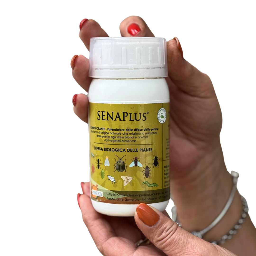 Senaplus