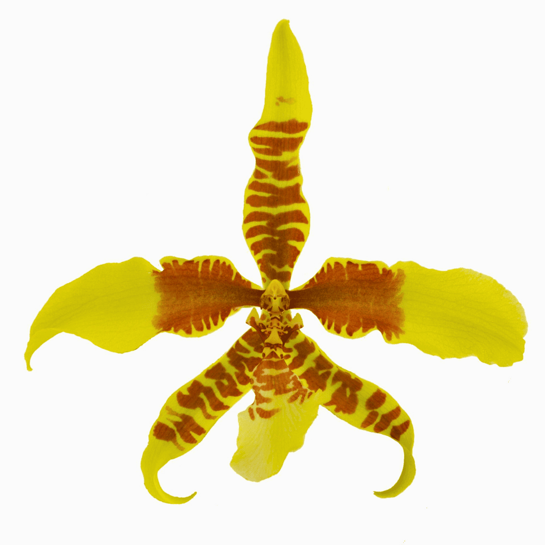 Rossioglossum