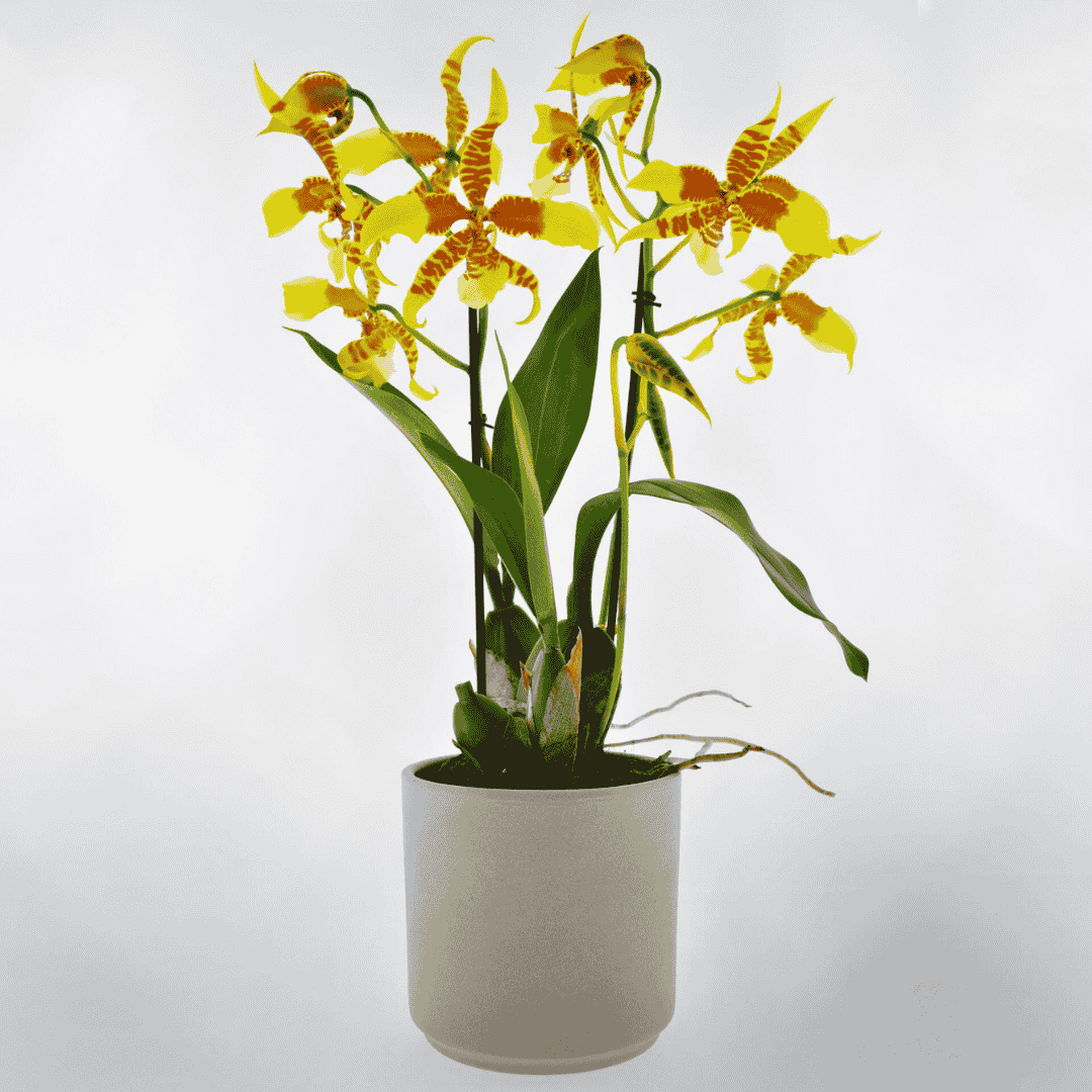 Rossioglossum