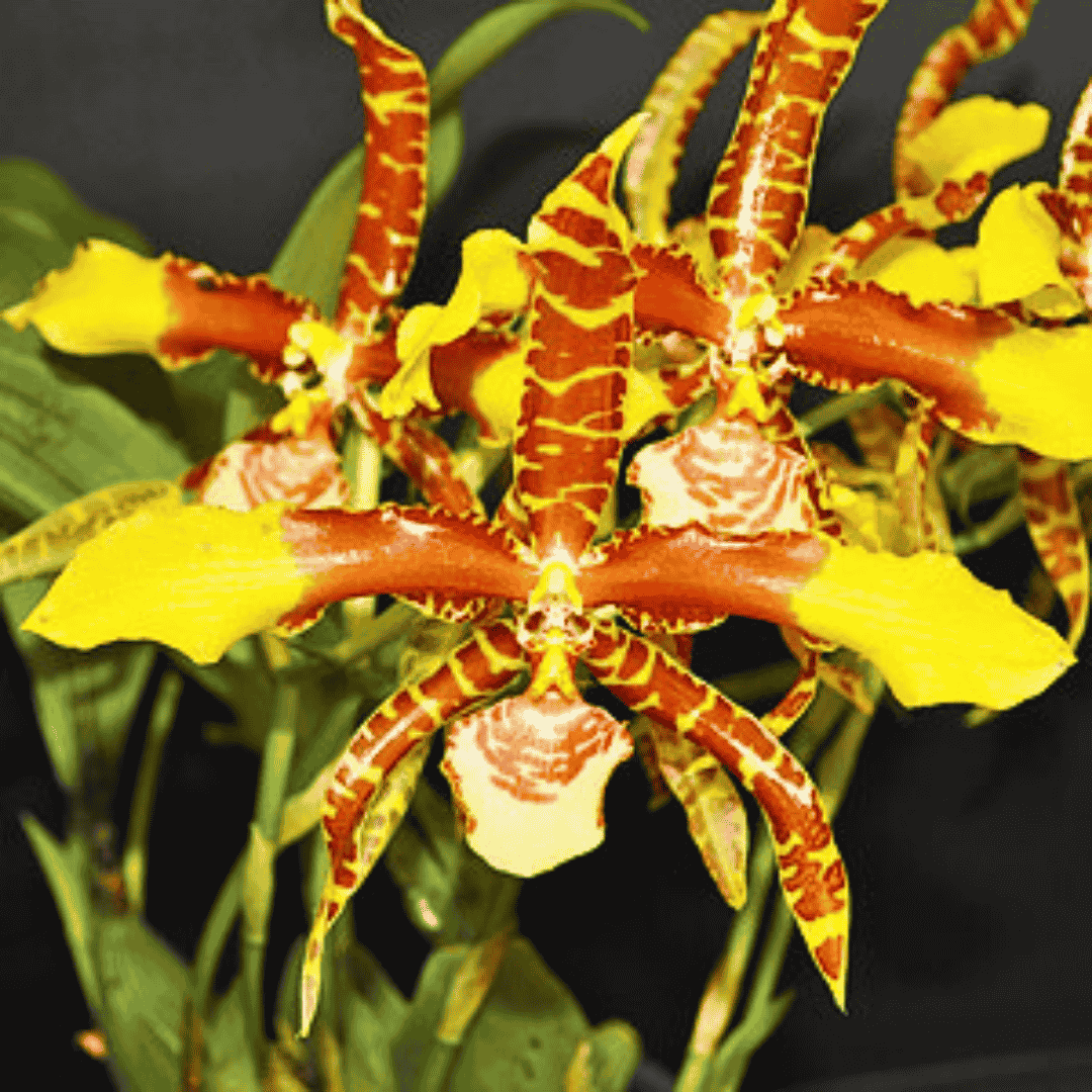 Rossioglossum