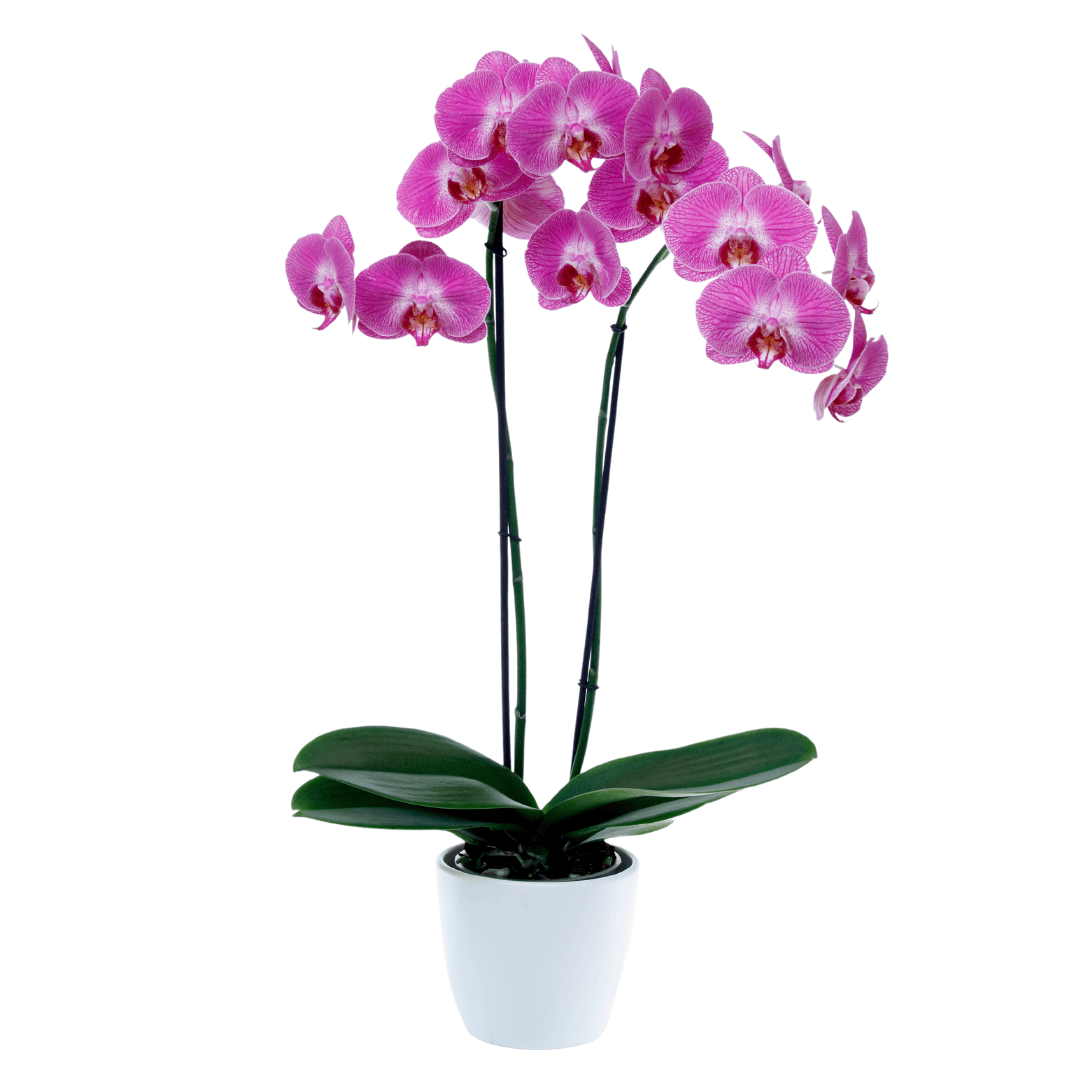 Phalaenopsis Sangria Ø12
