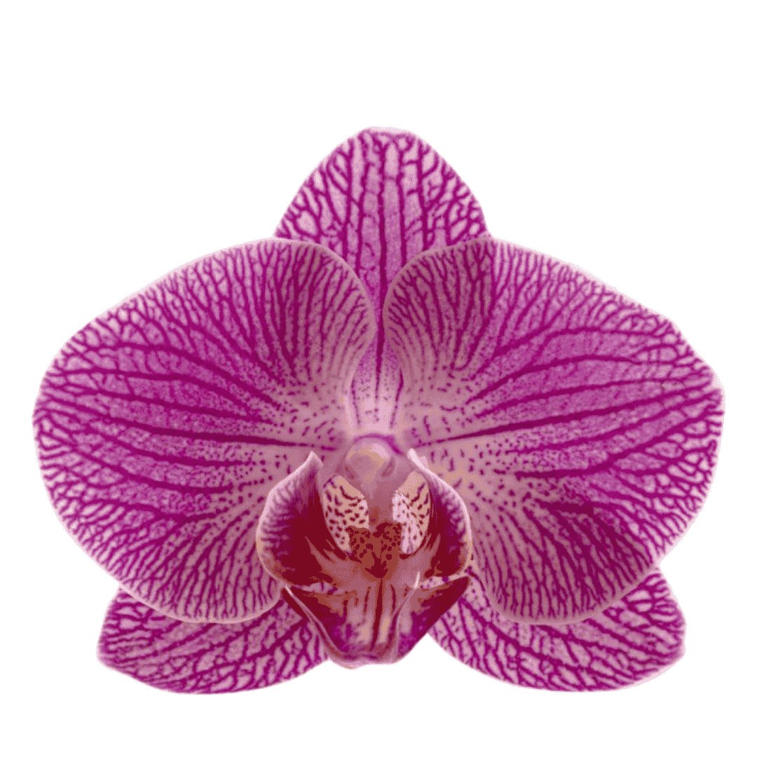 Phalaenopsis Sangria Ø12