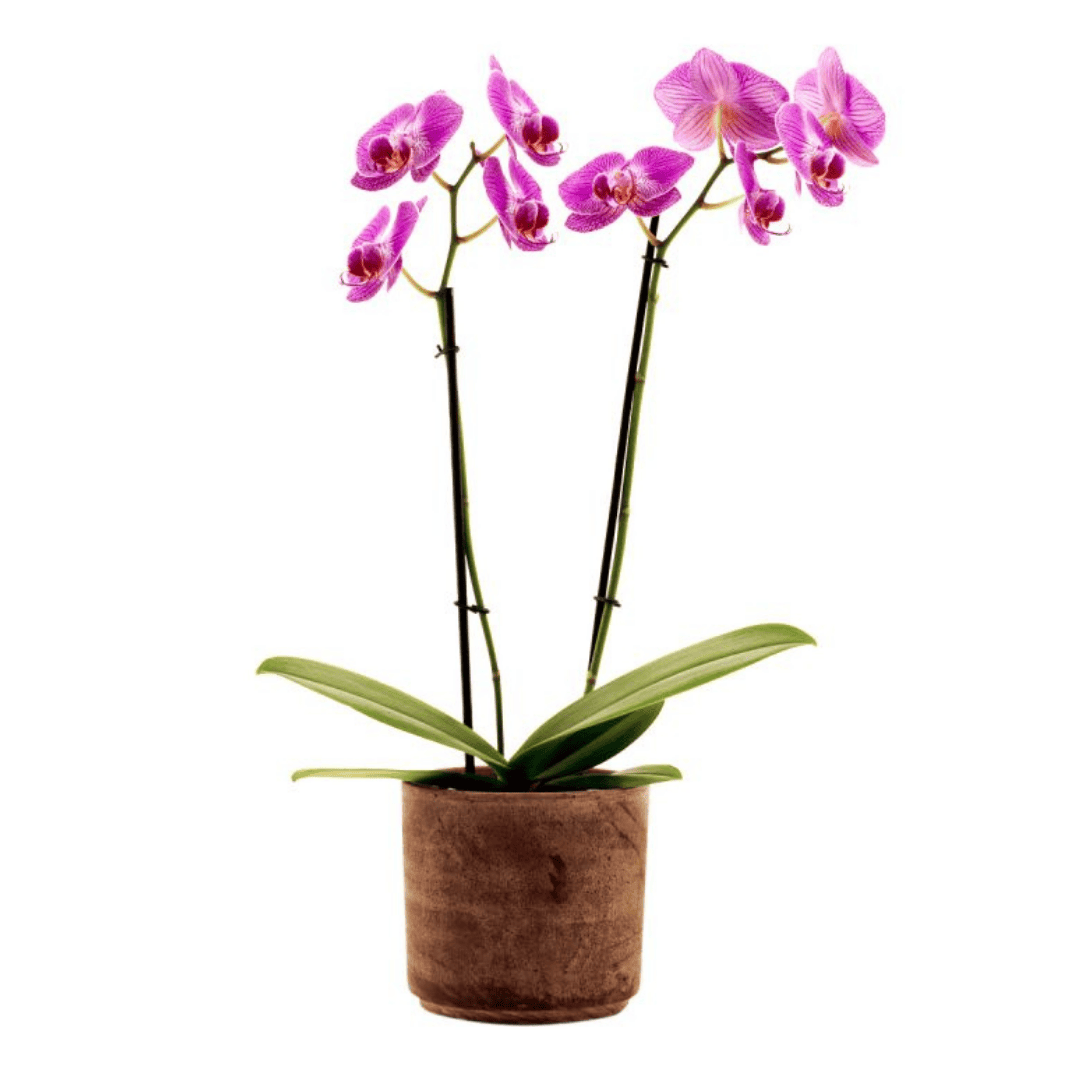 Phalaenopsis Sangria Ø12