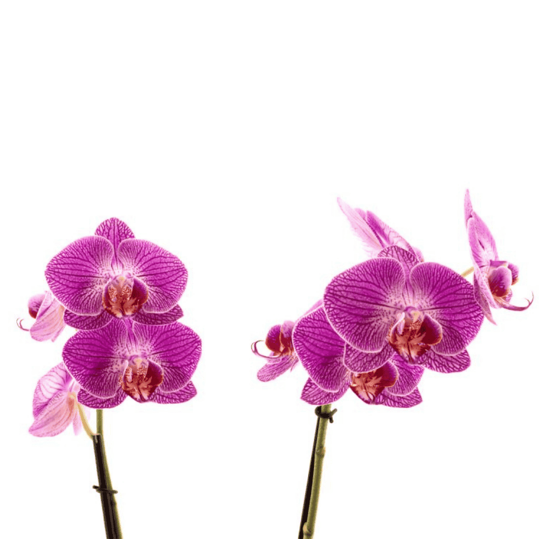 Phalaenopsis Sangria Ø12