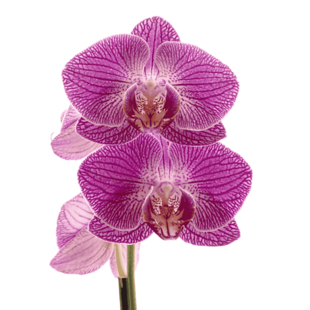 Phalaenopsis Sangria Ø12