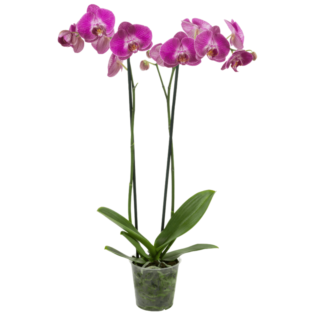 Phalaenopsis Sangria Ø12