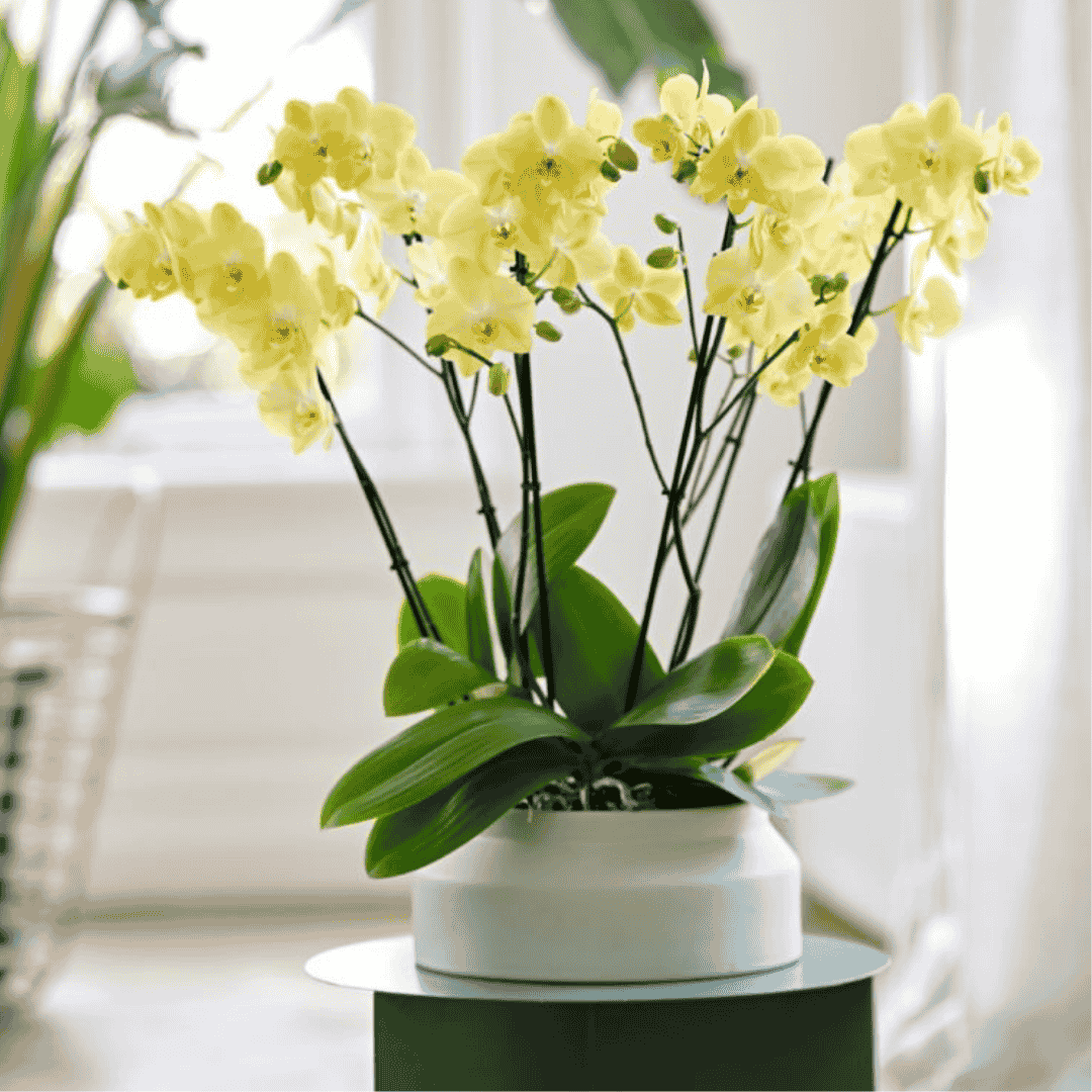 Phalaenopsis Savona Ø12