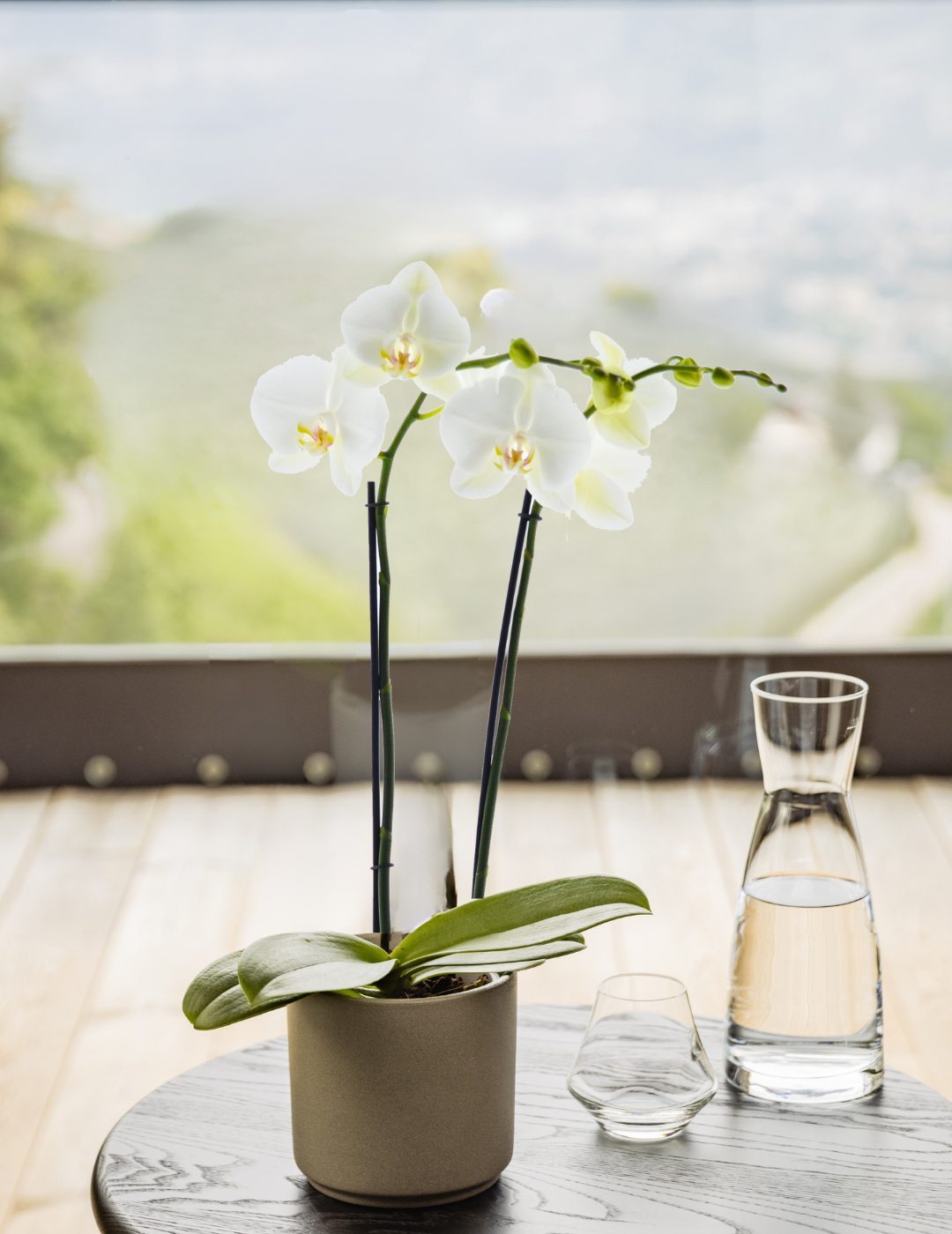 Phalaenopsis Springtime Ø12