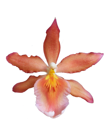 Vuylstekeara Nora