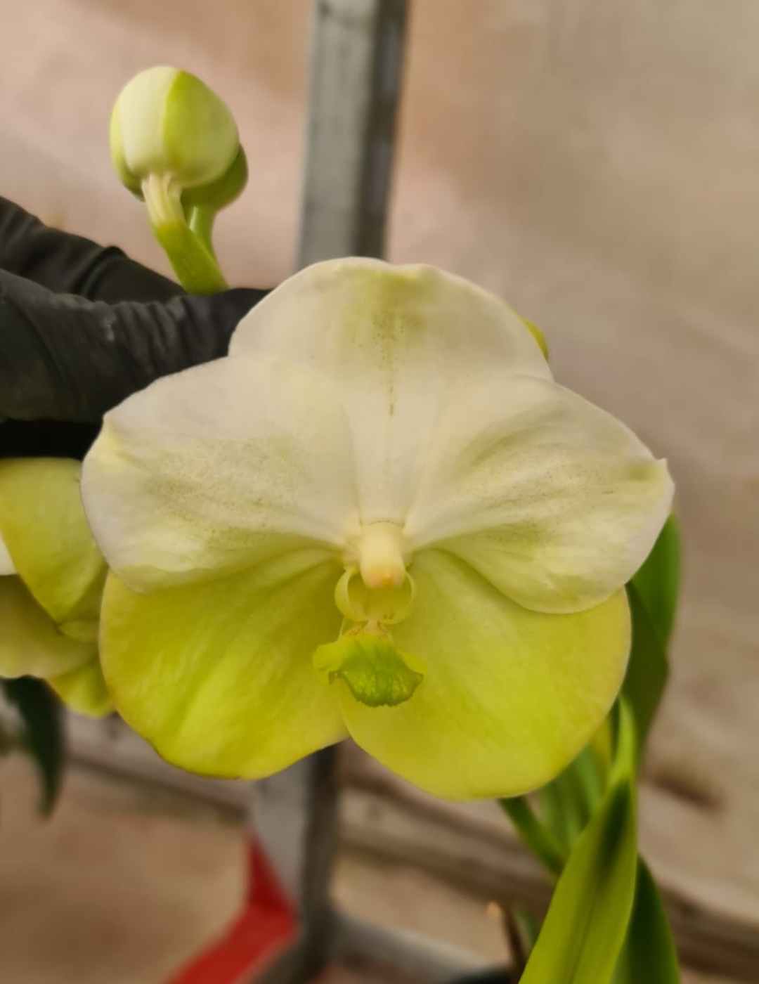 Vanda Napporn Gold