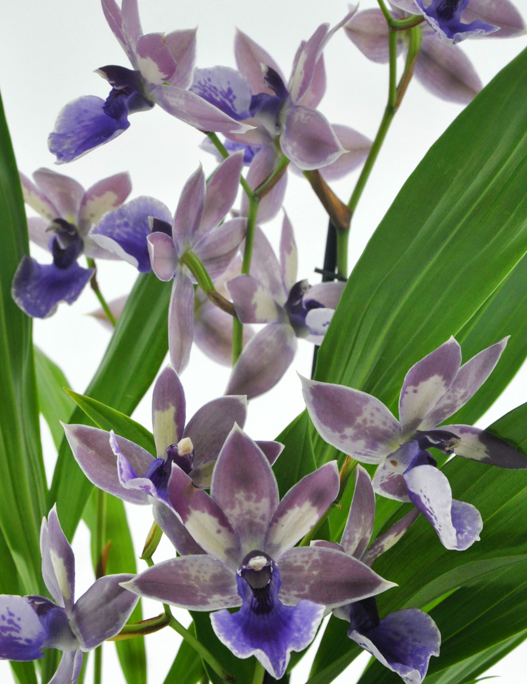 Zygopetalum Blue