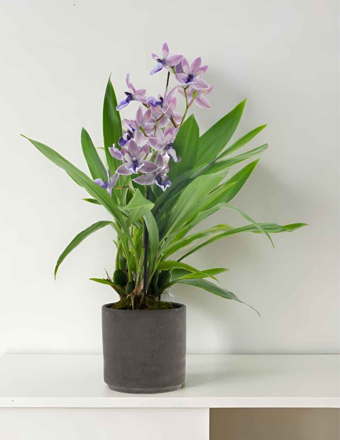 Zygopetalum Blue