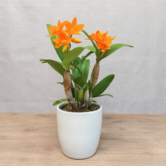 Cattleya Little Young Orange - 