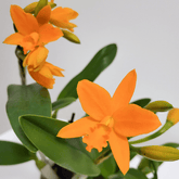 Cattleya Little Young Orange - 