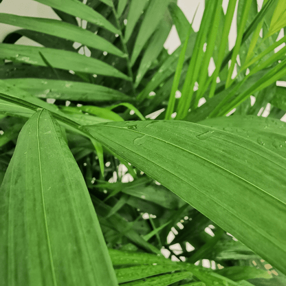 Chamaedorea - 