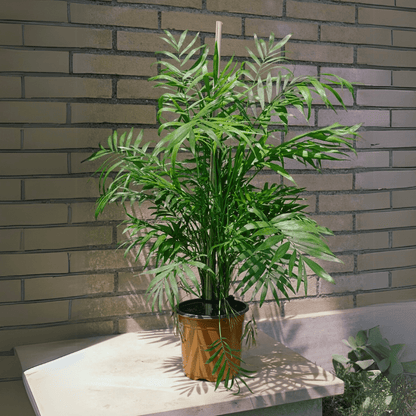 Chamaedorea - 