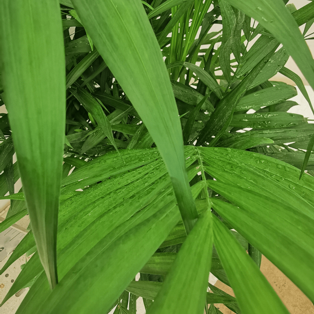 Chamaedorea - 