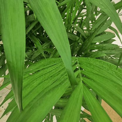 Chamaedorea - 