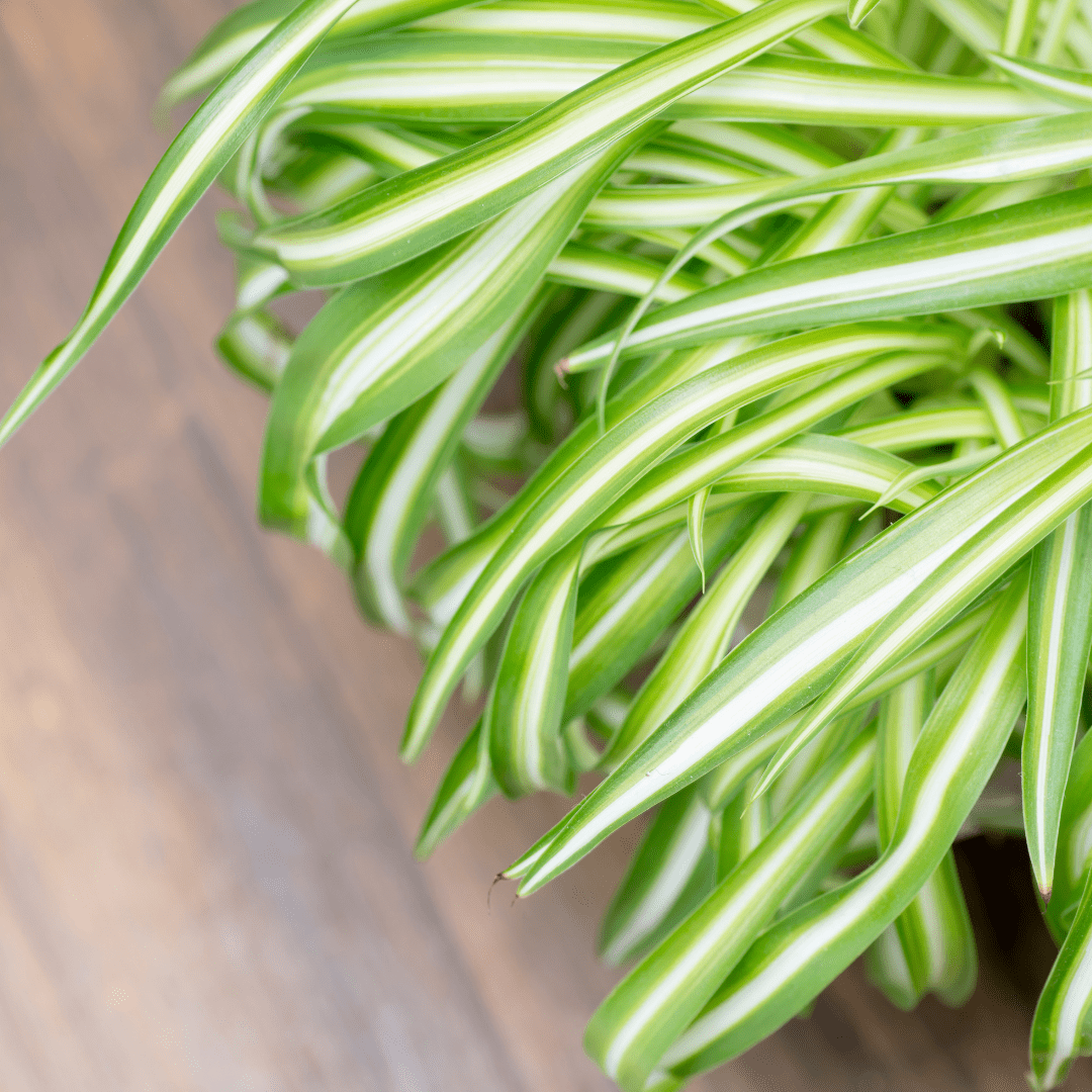 Chlorophytum Bonnie Ø14 - 
