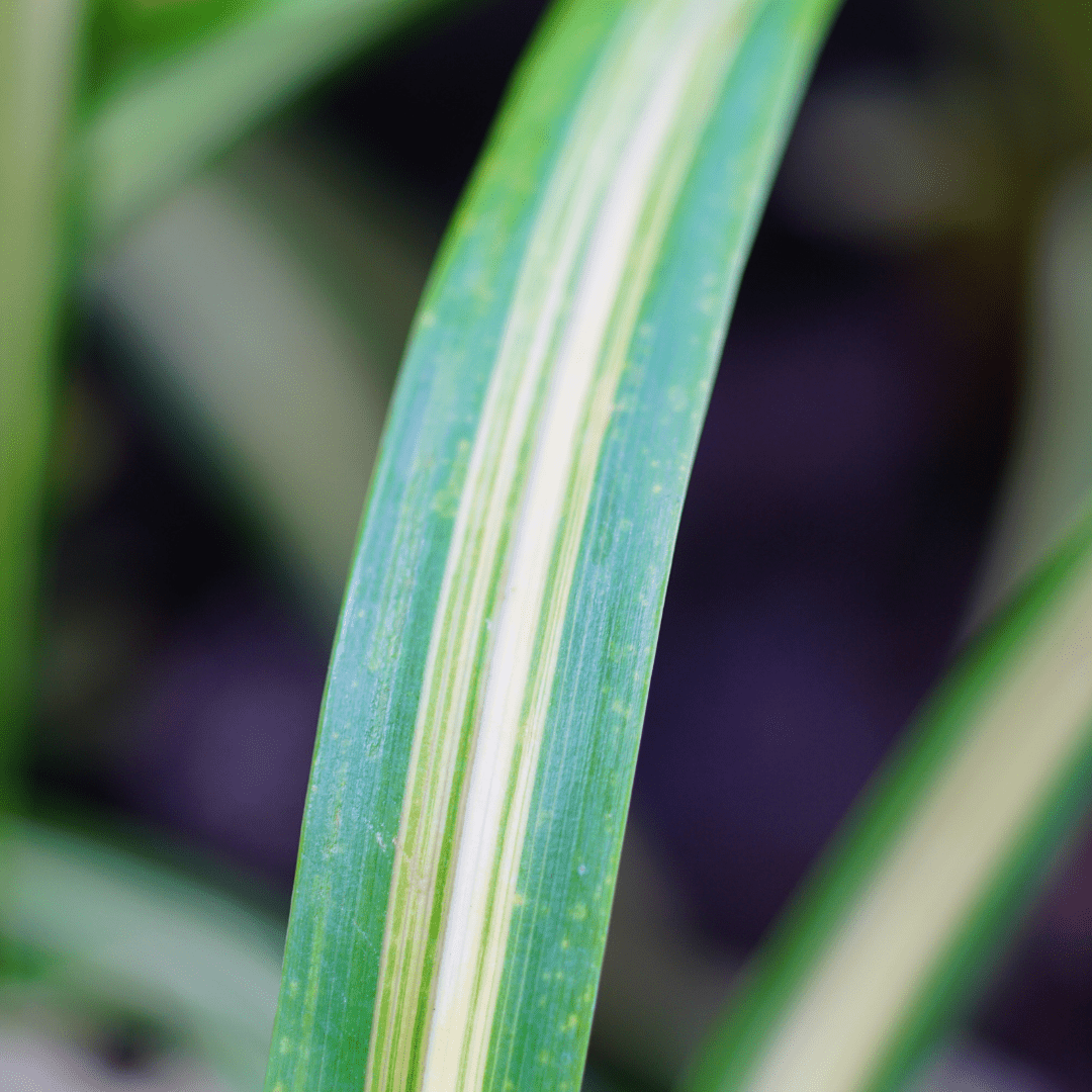 Chlorophytum Comosum Ø14 - 