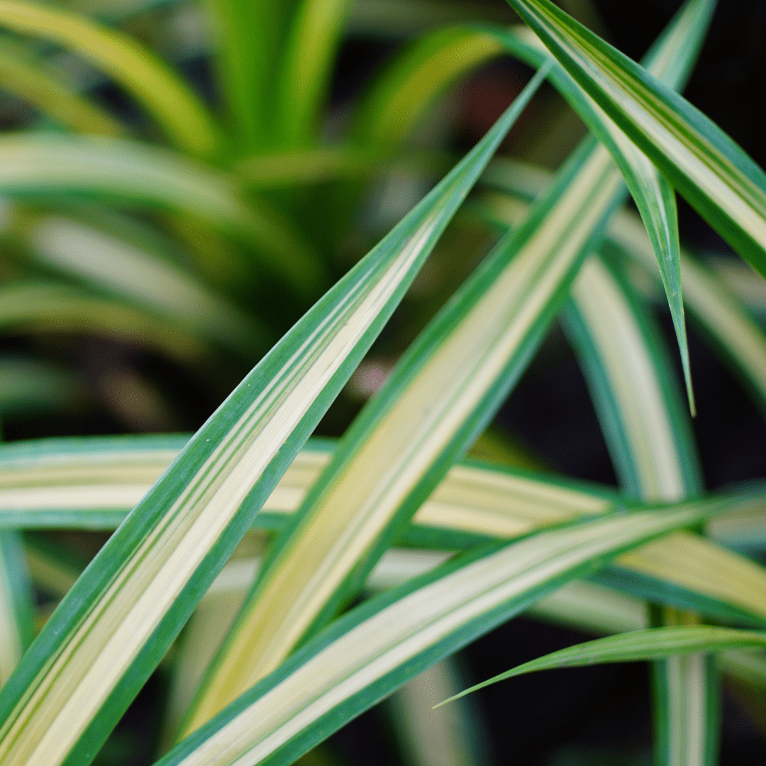 Chlorophytum Comosum Ø14 - 