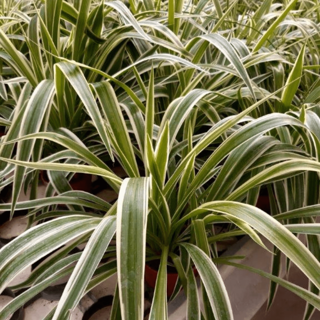 Chlorophytum Comosum Ø14 - 