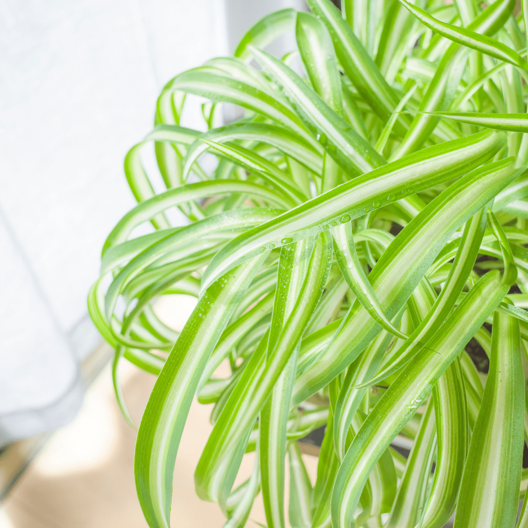 Chlorophytum Comosum Ø14 - 