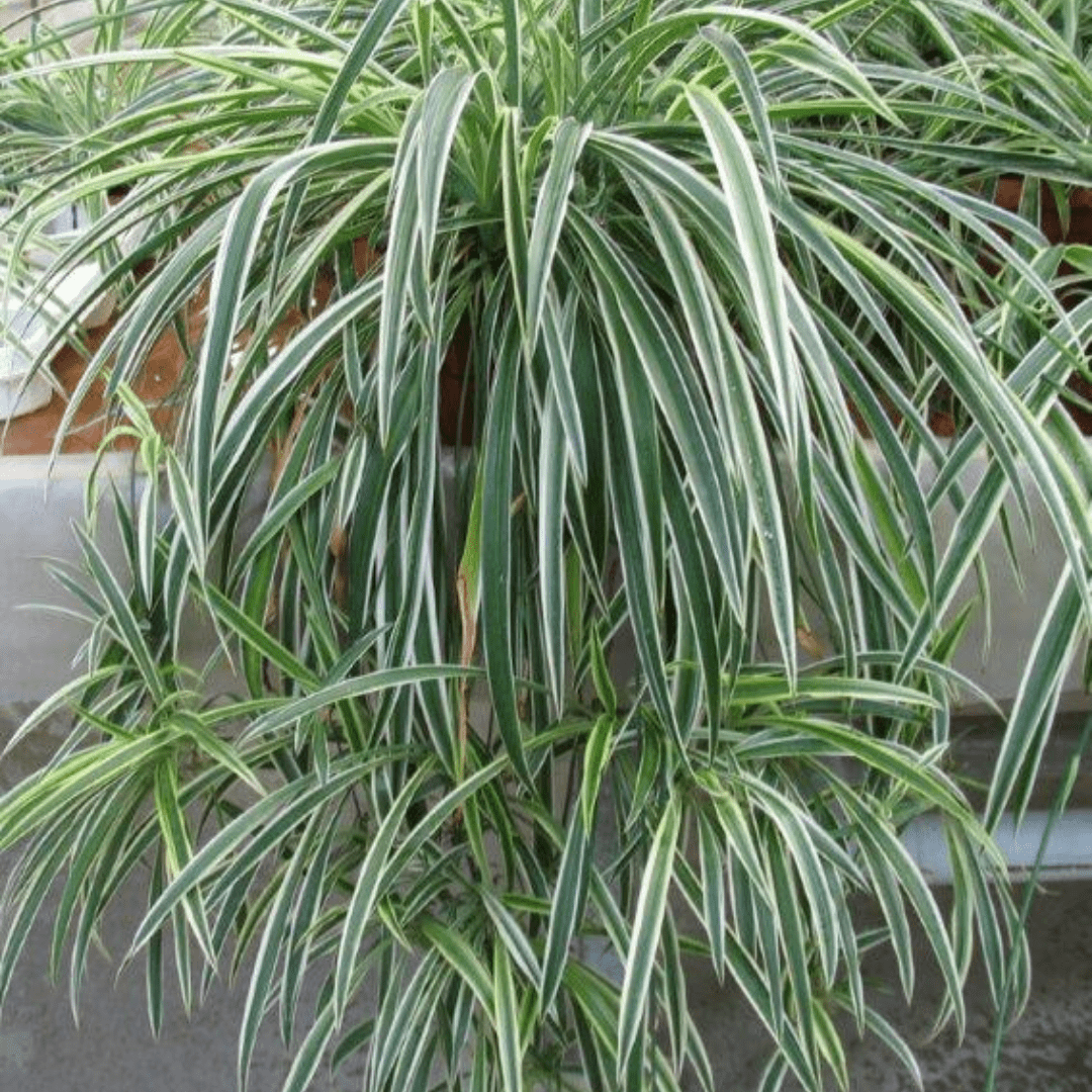 Chlorophytum Comosum Ø14 - 