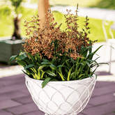 Colmanara Andrea Red - 