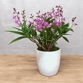 Dendrobium Kingianum Rosa - 