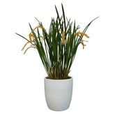Dendrochilum Wenzellii - 