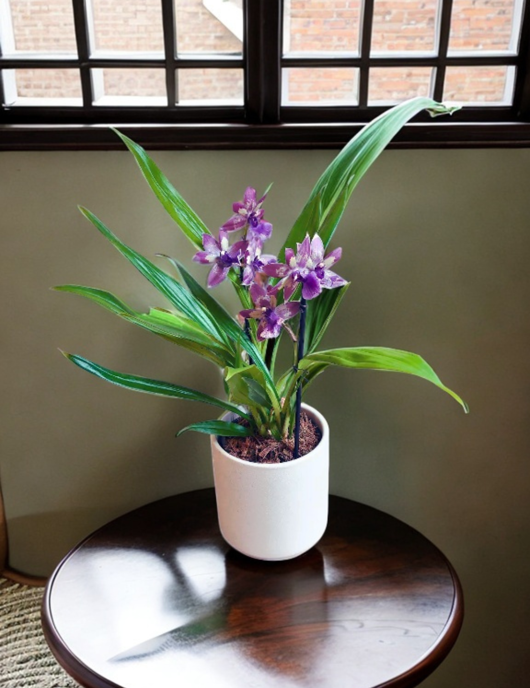 Zygopetalum Blue