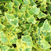 Hedera Helix Variegata Ø18 Baschet - 